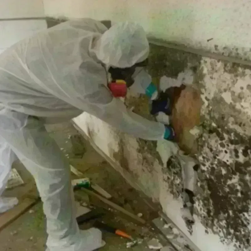 Mold Remediation and Removal in Peaceful Valley, WA